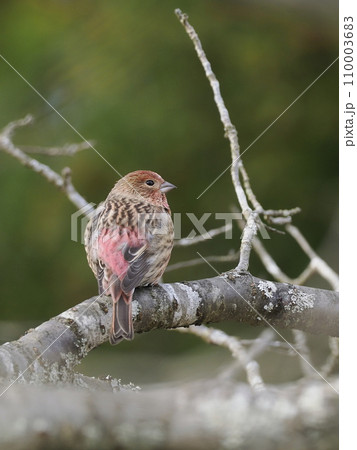 オオマシコ 110003683