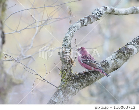 オオマシコ 110003712