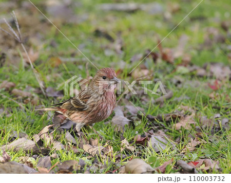 オオマシコ 110003732