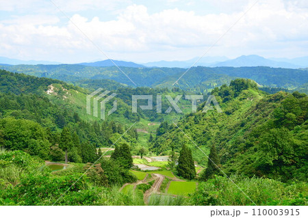 山古志の一本杉(新潟県) 山古志の一本杉(新潟県) 110003915