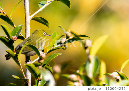 木の枝にとまるメジロ 木の枝にとまるメジロ 110004252