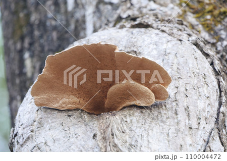 切り株から生えた茶色のきのこ 110004472