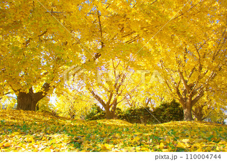[愛知県]稲沢市祖父江町のぎんなんパーク 110004744