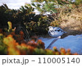 春の雪山雷鳥さん 110005140