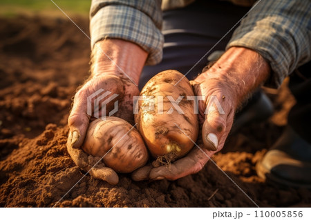 Close-up of a hands gently lifting a potato from the soil, capturing the moment of harvest and the earthy texture of the potatoes Close-up of a hands gently lifting a potato from the soil, capturing the moment of harvest and the earthy texture of the potatoes 110005856