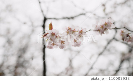 cherry blossom branch with flowers closeup 110005938