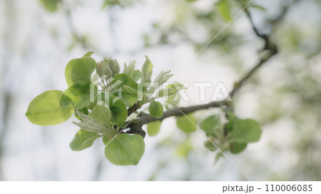 Slow motion blooming apple tree closeup in late spring 110006085