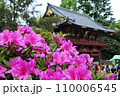 神社に咲くツツジ 110006545