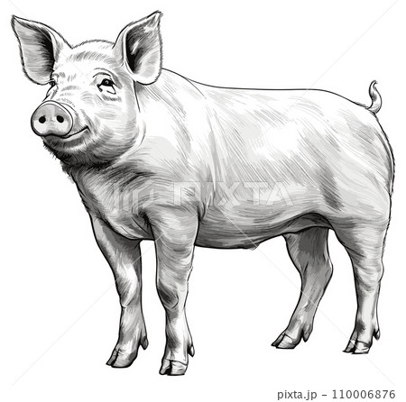 AI-generated content. Pig drawing. Pork illustrated sketch, hand drawn pigs animal vintage isolated black etching 110006876
