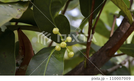 Green wax apple or water Apple or Syzygium javanicum young stage fruits. 110007009