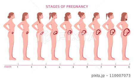 Pregnancy stages. Fetus develops, nine months, child formation, woman silhouette profile view, abdomen changing size, gynecology infographic, cartoon flat isolated tidy vector concept 110007073
