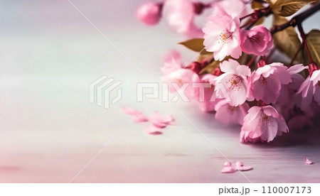 Sakura flowers or Cherry blossoms in full bloom on a pink background and backdrop, copy space for text, good as banner and wallpaper, season greetings, and other design material. Sakura flowers or Cherry blossoms in full bloom on a pink background and backdrop, copy space for text, good as banner and wallpaper, season greetings, and other design material. 110007173