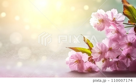 Sakura flowers or Cherry blossoms in full bloom on a pink background and backdrop, copy space for text, good as banner and wallpaper, season greetings, and other design material. 110007174