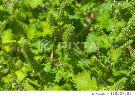 初秋の青ジソ 110007383