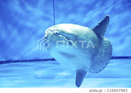 水族館のマンボウ アクアワールド茨城県大洗水族館 水族館のマンボウ アクアワールド茨城県大洗水族館 110007965