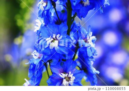 デルフィニウム デルフィニューム ヒエンソウ 110008055