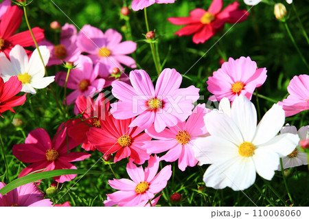 菊 キク 菊の花 110008060