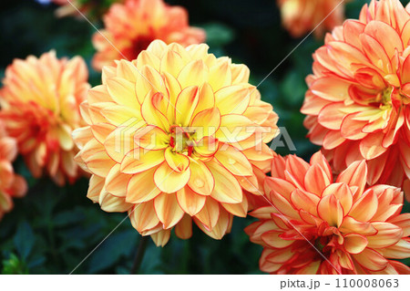 花 フラワー お花 110008063