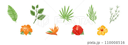 Tropical Blooming Flora and Botany Plant Vector Set 110008516