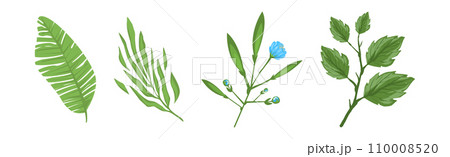 Tropical Blooming Flora and Botany Plant Vector Set Tropical Blooming Flora and Botany Plant Vector Set 110008520