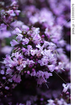 medical and spices herb marjoran\oregano blossom background. macro shot medical and spices herb marjoran\oregano blossom background. macro shot 110008976