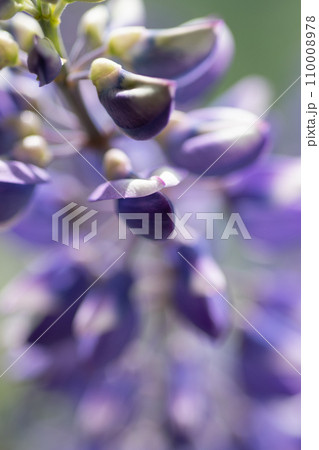 beautiful lupine flower background. extreme macro shot beautiful lupine flower background. extreme macro shot 110008978