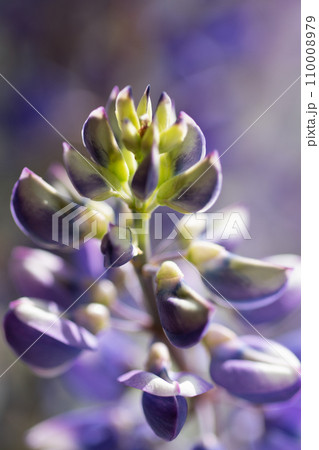 beautiful lupine flower background. extreme macro shot beautiful lupine flower background. extreme macro shot 110008979