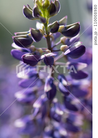 lupine flower against natural green background. macro shot lupine flower against natural green background. macro shot 110008980