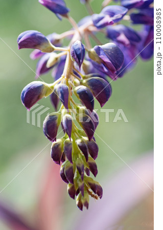 lupine flower against natural green background. macro shot lupine flower against natural green background. macro shot 110008985