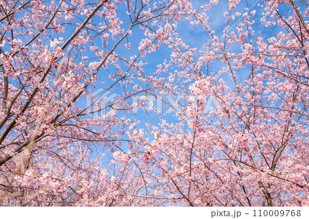 「埼玉県」青空に映える満開の桜　見沼田んぼ 110009768