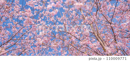 「埼玉県」青空に映える満開の桜 見沼田んぼ 「埼玉県」青空に映える満開の桜 見沼田んぼ 110009771