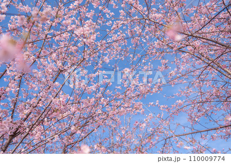 「埼玉県」青空に映える満開の桜 見沼田んぼ 「埼玉県」青空に映える満開の桜 見沼田んぼ 110009774