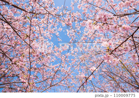 「埼玉県」青空に映える満開の桜 見沼田んぼ 「埼玉県」青空に映える満開の桜 見沼田んぼ 110009775