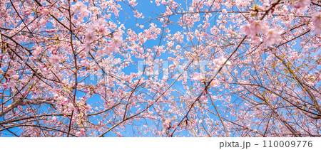 「埼玉県」青空に映える満開の桜 見沼田んぼ 「埼玉県」青空に映える満開の桜 見沼田んぼ 110009776