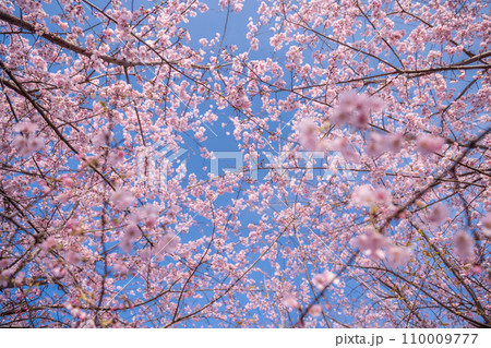 「埼玉県」青空に映える満開の桜　見沼田んぼ 110009777
