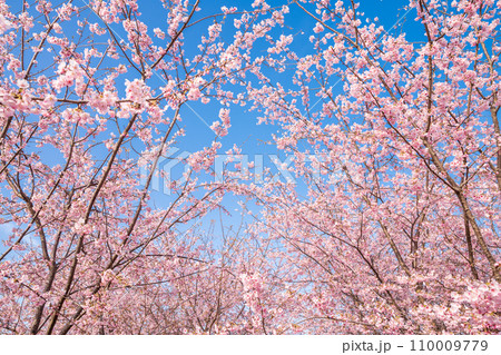 「埼玉県」青空に映える満開の桜　見沼田んぼ 110009779