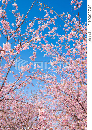「埼玉県」青空に映える満開の桜 見沼田んぼ 「埼玉県」青空に映える満開の桜 見沼田んぼ 110009780