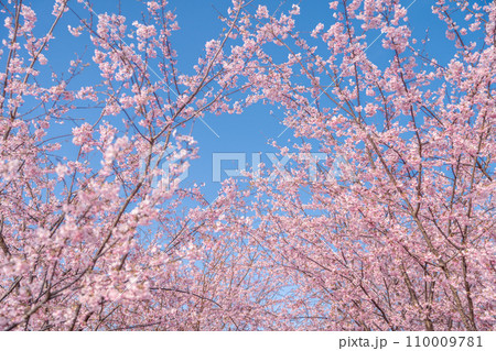 「埼玉県」青空に映える満開の桜　見沼田んぼ 110009781