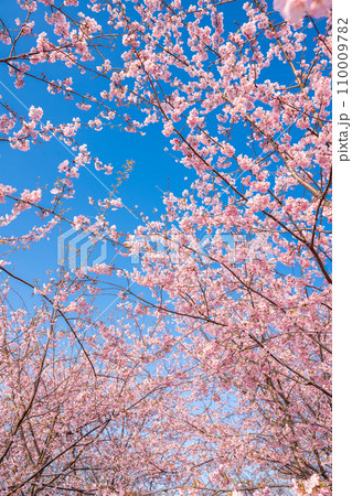 「埼玉県」青空に映える満開の桜　見沼田んぼ 110009782