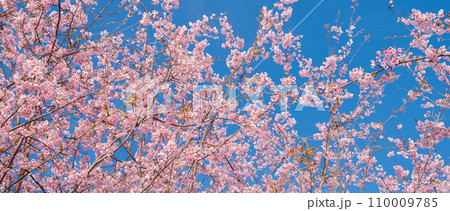 「埼玉県」青空に映える満開の桜 見沼田んぼ 「埼玉県」青空に映える満開の桜 見沼田んぼ 110009785