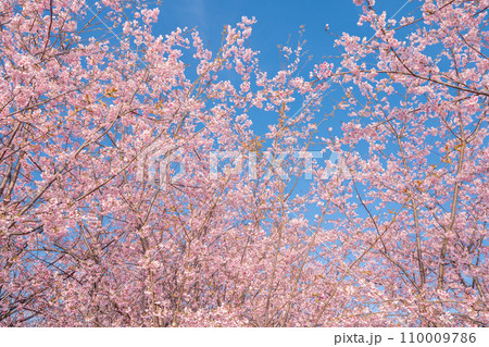 「埼玉県」青空に映える満開の桜 見沼田んぼ 「埼玉県」青空に映える満開の桜 見沼田んぼ 110009786