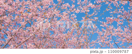 「埼玉県」青空に映える満開の桜　見沼田んぼ 110009787