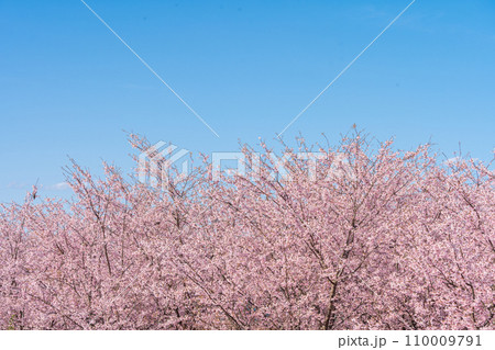 「埼玉県」青空に映える満開の桜　見沼田んぼ 110009791