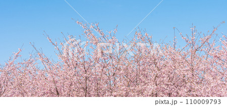 「埼玉県」青空に映える満開の桜　見沼田んぼ 110009793
