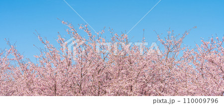 「埼玉県」青空に映える満開の桜　見沼田んぼ 110009796