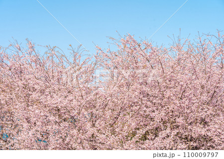 「埼玉県」青空に映える満開の桜　見沼田んぼ 110009797