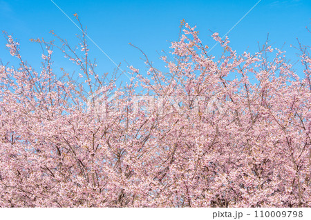 「埼玉県」青空に映える満開の桜　見沼田んぼ 110009798