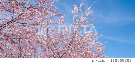 「埼玉県」青空に映える満開の桜 見沼田んぼ 「埼玉県」青空に映える満開の桜 見沼田んぼ 110009802