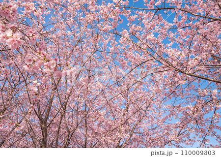 「埼玉県」青空に映える満開の桜 見沼田んぼ 「埼玉県」青空に映える満開の桜 見沼田んぼ 110009803
