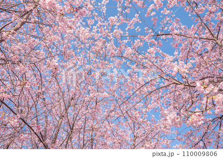 「埼玉県」青空に映える満開の桜　見沼田んぼ 110009806